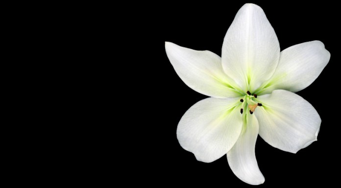 ശൈഖ് ജീലാനി, പരീക്ഷണാഗ്നിയില് വിരിഞ്ഞ തീപൂവ്