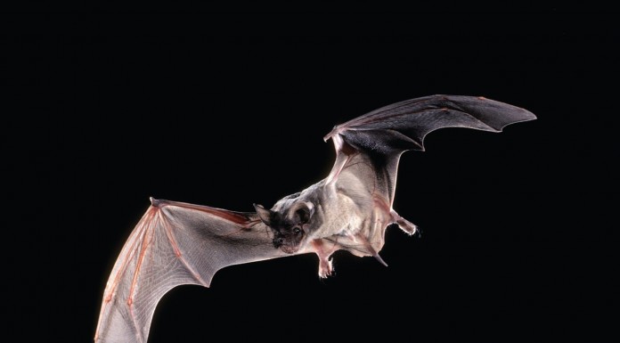 നിപ്പാ വൈറസ്; ചില വീണ്ടുവിചാരങ്ങള്