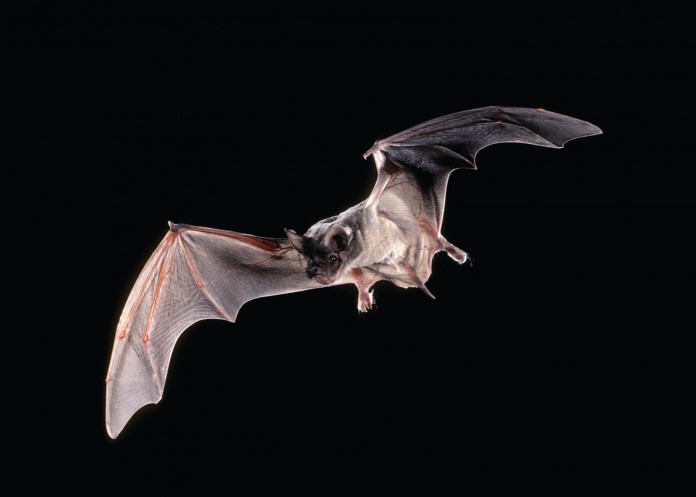 bat